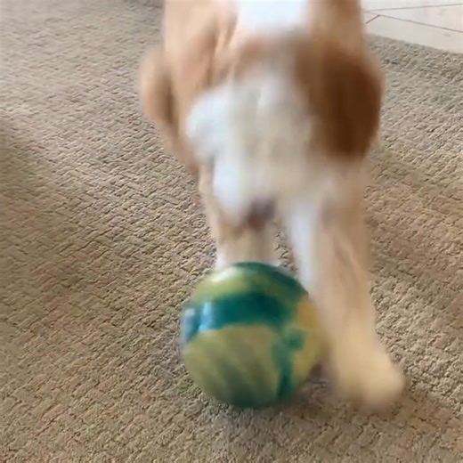 Adorable Cavapoo puppies available for adoption on Reels