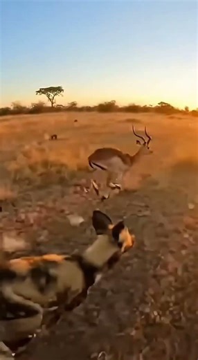 No Escape – Wild Dogs Hunt as One