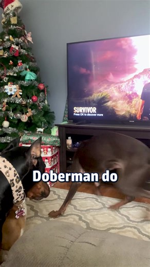 Understanding Doberman Zoomies: What You Need to Know