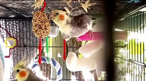 26 reactions | Remembering Binky  Leroy is doing well in the big flight aviary with their children  | The Residents of Fairy Castle Farm | Facebook