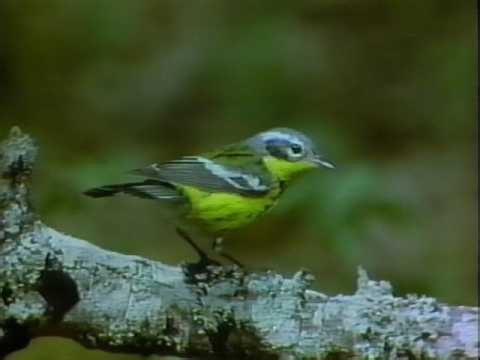 Audubon Society Birds of North America Vol V (1988) | VHS