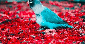 How to Clip and Trim a Parakeet's Nails