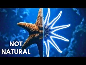 Expert Marine Biologist Reveals TOP Starfish Regeneration Secrets #animals