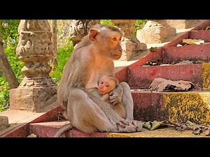 Mother Monkey Resting While Nursing Her Infant | Natural Primate Care Documentary.