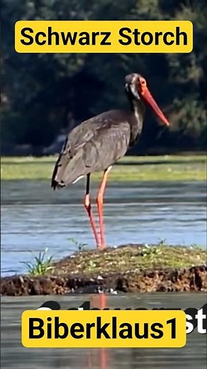 Ein schwarzer Storch.#Schwarzstorch # Storch #animals tiere #wildtiere # wildvögel# fliegt #natur