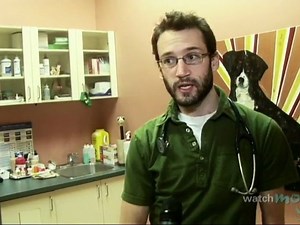 Taking Your Puppy To The Veterinarian