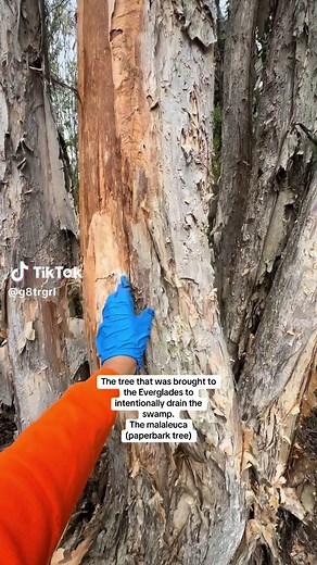 Florida's Invasive Trees: Paperbark & Brazilian Pepper