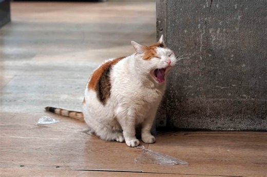 Nick Lachey addresses cat allergies in new series with Purina One