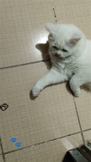 nasılda bekler anneyi💙#cat #ytdayibenionecikarnolur #fypシ゚viral #keşfetbeniöneçıkar