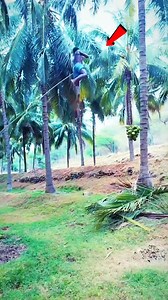 3.4K views · 1.8K reactions | You won't believe the r!sky method people in Bangladesh use to pluck coconuts... | Asare Obed | Facebook