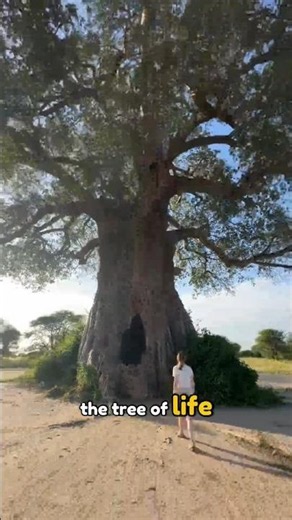 This Tree Can Save Lives! #baobab #tree #facts #viralvideo #story #stories