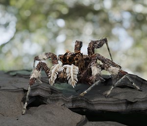 Short video: Portia Labiata (Jumping Spider)