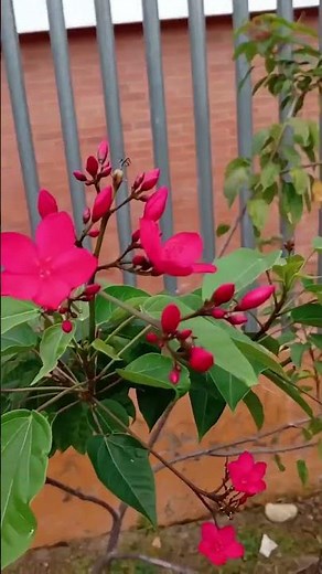 ¡Descubre la planta Jatropha integerrima y sus flores rojas increíbles!