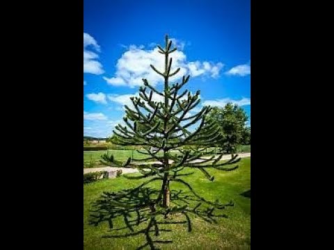 How to plant a Monkey Puzzle tree