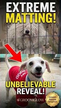 Years of Neglect SAVED! Extreme Matted Dog Transformation 🥺❤️