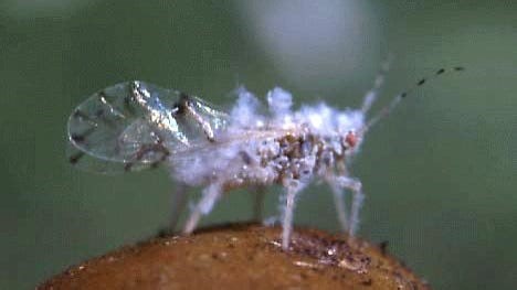 Think that’s lint? Alabama’s air is full of these bugs this fall. Here’s what to know