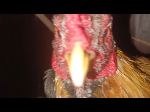 Fnf qt mod but if i lose the video will end