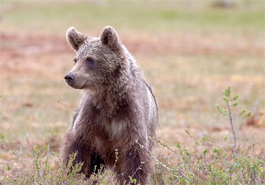 L'impresa di un orso, 160 chilometri alla ricerca di un sorso d'acqua