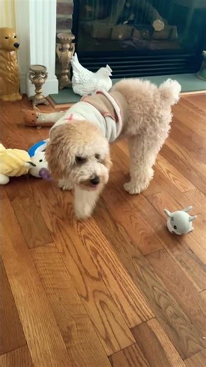 Teddy eating #spongebob gold fish