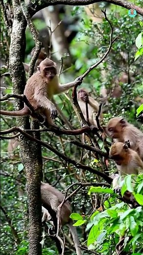 Life of Baboons: Nature’s Most Guarded Secrets