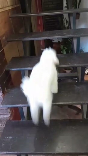 MI PEQUEÑO LEE 🐶🐶🩷🩷🩷🐾🐾🫂🐩