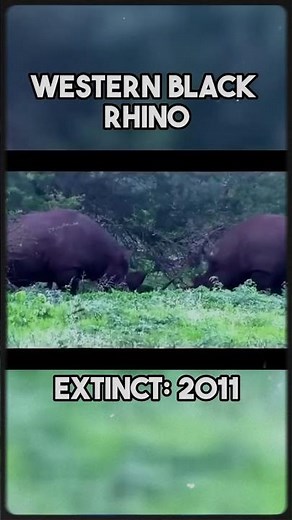 Last Recorded Videos of 5 Extinct Animals – Rare Footage Before They Disappeared Forever! 😱 #animals