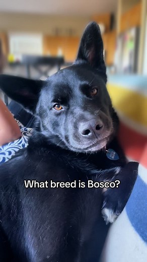 Meet Bosco: The 100% Good Boy Dog