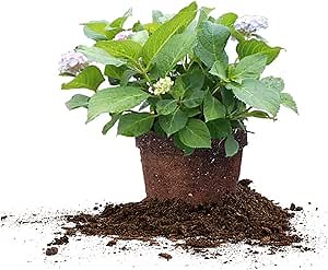 Penny Mac Hydrangea in 3 Gal. Grower's Pot | Reblooms Throughout Spring and Summer | Color Changing Blooms