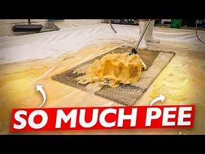 Pee Hard: Pee Soaked Rug Cleaning with a Vengeance! Satisfying ASMR Carpet Cleaning