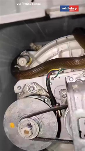An Indian rat snake was rescued from inside a washing machine at a ground-floor home in Azad Nagar, Andheri (West), after residents spotted the reptile and alerted naturalist and wildlife photographer Prabhu Swami on January 3, 2026. Responding around 8 pm, Swami found the non-venomous snake coiled inside the appliance. The rescue was carried out safely without injuries, and the snake was later released into a suitable habitat following standard wildlife rescue protocols. VC: Prabhu Swami via Ra