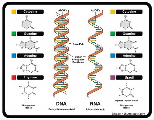 What is the RNA World Hypothesis?