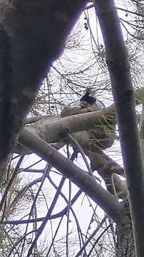 Mummy magpie lark squashes her tiny babies!