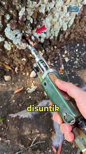 Why Are Trees Injected? A Quick Technique to Save Nearly Dying Trees