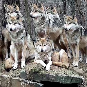 233K views · 47K reactions | The strength of the wolf is the pack  | Wolf Conservation Center | Facebook