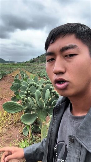 农业仙人掌栽培种植管理 #我的种植经验分享 #三农新人种植