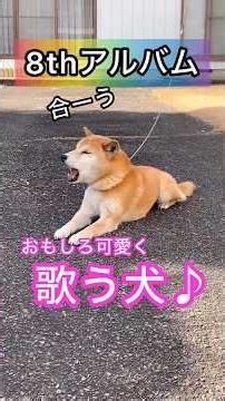 おもしろ可愛く歌う犬😂 柴犬コロ🐕 8thアルバム🐕✨ #柴犬コロ #可愛い #おもしろ #柴犬 #歌う犬 #shibainu #dog