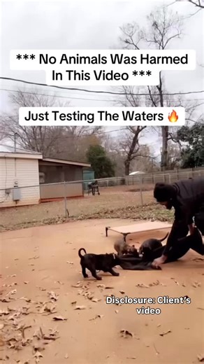 Eqk Presas | I don’t attest to being a top working kennel nor the best but I attest that I have worked to put together Presa Canarios that you can put... | Instagram