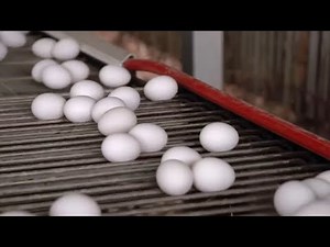 Costco eggs recalled over salmonella fears now classified as highest risk level, FDA says