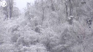 4.4K views · 59 reactions | WINTER WONDERLAND: Snow blanketed trees in the West Virginia hills in Bridgeport on Friday. | WJZ-TV | CBS Baltimore | Facebook