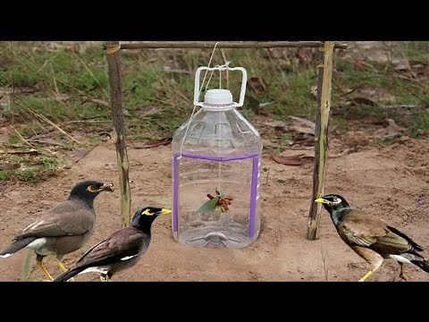 Cách Làm Bẫy Chim Sáo Bằng Chai Nhựa Đơn Giản Và Hiệu Quả - Bẫy Chim TV