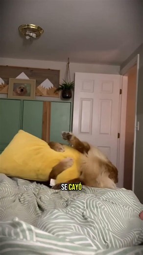 This dog had the most embarrassing moment before bed 😂🐶