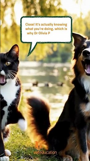 🐰 Practical Rabbit Anaesthesia – 𝗙𝗿𝗲𝗲 Webinar for Vet Nurses! #anaesthesia #veteducation