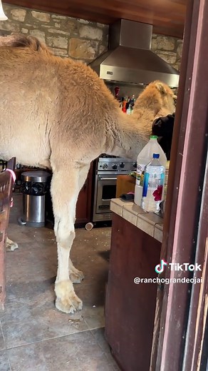 Funny Camel Chaos in the Kitchen | Rancho Grande Ojai