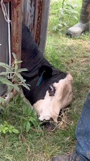 SO Dramatic #drama #animalshorts #cow #animals #farm