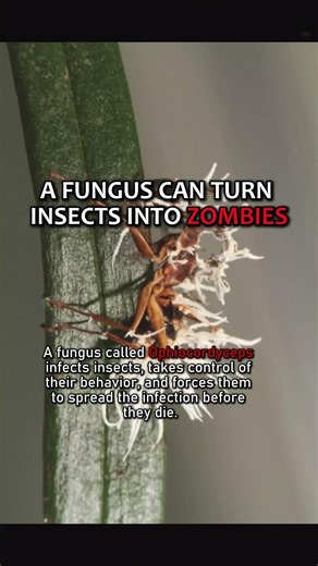 REAL THINGS THAT SHOULDN'T EXIST. #shorts #mystery #facts #mindblowingfacts #strangefacts