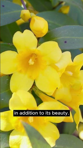The South Carolina State Flower 🌼