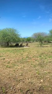 12 reactions | Hyenas calling while vultures move in on the giraffe carcass they've been feeding on for most of the morning. #fypageシ #fypシ゚ #foryoupageシ #funnyreels #fyp #forest #animal #tiger #wildanimals #wild | Kareem Waliyu Obafemi | Facebook
