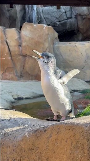Little blue penguin