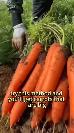 45K views · 224 reactions | Secrets to HighYield Carrot Productiongardeningtips vegetableplanting agriculture plantingtips carrot Sarah | Farmer Dean | Facebook