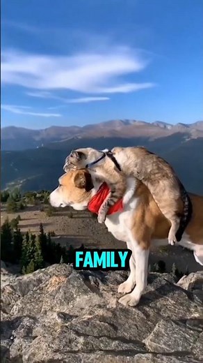 Why Cats and Dogs Actually Hate Each Other 🐱🐶#cats #dogs #pets